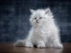 magnifique chaton Sib&eacute;rien a donner
