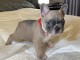 Manifique chiots Bouledogue fran&ccedil;ais disponible de suite