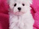 magnifique chiots bichon maltais &agrave; donner 