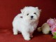 magnifique chiot bichon maltais &agrave; donner 