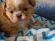adorable chiot shih tzu &agrave; donner 