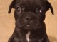 Chiots bouledogue fran&ccedil;ais