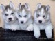 7 adorables chiots husky de Sib&eacute;rie disponibles de suite, ils ont