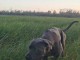 cane corso gris bleu m&acirc;le 500