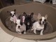 Chiots de race bouledogue fran&ccedil;ais  tr&egrave;s c&acirc;lins et sociables &agrave;
