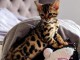Chatons Bengal de qualit&eacute; sup&eacute;rieure