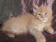 Chaton Maine coon a donner femelles.