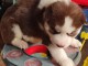magnifiques Chiots Husky de Sib&eacute;rie LOF