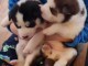 magnifiques Chiots Husky de Sib&eacute;rie LOF
