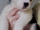 magnifiques Chiots Husky de Sib&eacute;rie LOF
