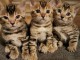 Magnifiques chatons &agrave; donner 