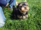 Chiot Yorkshire femelle