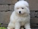 Adorables samoy&eacute;de loof pour famille