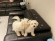 MAGNIFIQUES CHIOTS BICHONS FRIS&Eacute;S