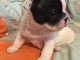 Chiot Bouledogue fran&ccedil;ais