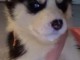 Superbes chiots HUSKY SIB&Eacute;RIEN LOF dispo de suite