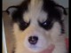 Superbes chiots HUSKY SIB&Eacute;RIEN LOF dispo de suite