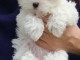 Chiots Maltais disponible