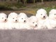 Magnifiques Chiots Samoy&egrave;de Pure Race