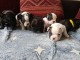 Magnifiques Chiots Bouledogues Fran&ccedil;ais Pure Race