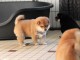 Sublimes Chiots Shiba Inu Pure Race