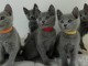 Adorables chatons Bleu Russe d&eacute;j&agrave; sevr&eacute;s