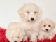 MAGNIFIQUES CHIOTS BICHONS FRIS&Eacute;S