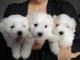 Superbes Chiots Coton de Tul&eacute;ar Pure Race Pedigree