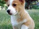 Chiot Welsh Corgi Pembroke