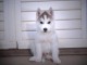 Chiot Husky Sib&eacute;rien﻿