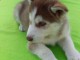 chiots Husky Sib&eacute;rien﻿