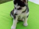 Chiots Husky Sib&eacute;rien﻿