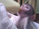 Singe capucin femelle et m&acirc;le 3 mois