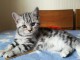 Chatons British Shorthair &agrave; adopter