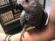 PERROQUET GRIS DU GABON &Agrave; ADOPTER
