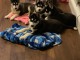 Chiots husky sib&eacute;rien