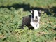 chiots boston terrier
