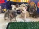 adorables chiots bouledogue fran&ccedil;ais disponible de suite