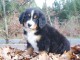 chiot bouvier bernois femelle et m&acirc;le a donner