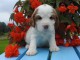 chiot cocker anglais femelle et m&acirc;le a donner