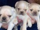 adorable chiots pugs de pure ra&ccedil;e diponible de suite