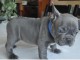 Magnifiques chiots bouledogues fran&ccedil;ais &agrave; donner 