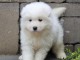 magnifique chiot samoy&eacute;de FEMELLE