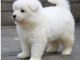 magnifique chiot samoy&eacute;de FEMELLE