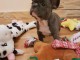 JE DONNER CHIOTS BOULEDOGUE FRAN&Ccedil;AIS LOF