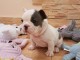 JE DONNER CHIOTS BOULEDOGUE FRAN&Ccedil;AIS LOF