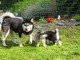 A DONNER SPLENDIDES CHIOTS HUSKY DE SIBERIE LOF