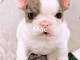 3 Chiots bouledogue fran&ccedil;ais &agrave; donner