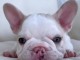 3 Chiots bouledogue fran&ccedil;ais &agrave; donner