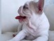 3 Chiots bouledogue fran&ccedil;ais &agrave; donner